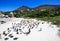 Penguins at Boulders Beach. South Africa.