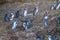 Penguins on Chiloe island