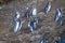 Penguins on Chiloe island