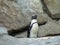 Penguins close up on the stones