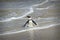 Penguins colony on Boulders Beach, Simon`s Town near Cape Town, South Africa.