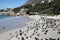Penguins colony on Boulders Beach, Simon`s Town near Cape Town, South Africa.