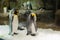 Penguins in enclosure in Hong Kong