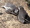 Penguins enjoying the sunlight in Punta Tombo, Argentina.