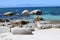 Penguins  in Exotic and beautiful  Boulders beach in South Africa