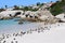 Penguins  in Exotic and beautiful  Boulders beach in South Africa