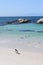 Penguins  in Exotic and beautiful  Boulders beach in South Africa