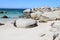 Penguins  in Exotic and beautiful  Boulders beach in South Africa