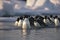 penguins floating on ice