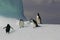 Penguins on iceberg