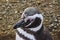 Penguins inside Saint Magdalena Island, Patagonia