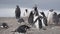 Penguins at Isla Martillo, Beagle Channel Ushuaia Patagonia Tierra del Fuego Argentina