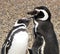 Penguins kissing in Puerto Madryn, Argentina.