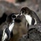 Penguins In Love