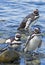 Penguins, Magdalena island, Chile