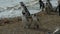 Penguins on Magdalena Island Chile