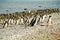 Penguins marching