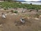 Penguins on Martillo Island Magellanic penguin rookery