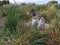 Penguins on Martillo Island Magellanic penguin rookery