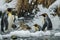 penguins in a polar landscape