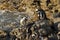 Penguins on a rocky beach