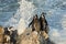 Penguins on a rocky beach