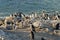 Penguins on a rocky beach