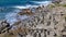 Penguins on rocky coast, Betty`s Bay South Africa