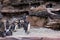 Penguins in Seattle zoo