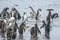 Penguins on shore in Chile