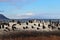 Penguins in Simonstown