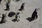 Penguins at Simonstown, South Africa - 1