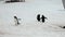 Penguins on snowy rocky coast in ocean of Antarctica.