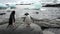 Penguins on snowy rocky coast in ocean of Antarctica.