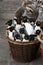 penguins are soft toys wicker basket with stuffed toys - penguins