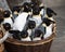 penguins are soft toys, wicker basket with stuffed toys - penguins