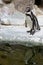 Penguins ,Sphenisciformes