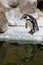 Penguins ,Sphenisciformes