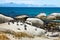 Penguins Spheniscus demersus at Boulders Beach, Table Mountain National Park, South Africa