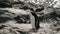 Penguins stand on stones against the background of water