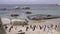 Penguins standing around on Boulder Beach