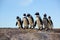 Penguins standing on rock