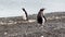 penguins on the stone coast of the Antarctic peninsula at cloudy weather