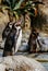 Penguins sunbathing at Barcelona zoo