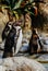 Penguins sunbathing at Barcelona zoo