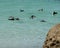 Penguins swimming off Boulders Beach