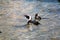 penguins swimming in shallow clear water