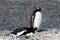 Penguins, two cute Gentoo Penguins - Pygoscelis papua, standing and laying on stony ground on sunny day