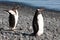 Penguins, two cute Gentoo Penguins - Pygoscelis papua, waddling on stony beach on sunny day