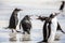 Penguins under Discussion at Falkland Islands-2